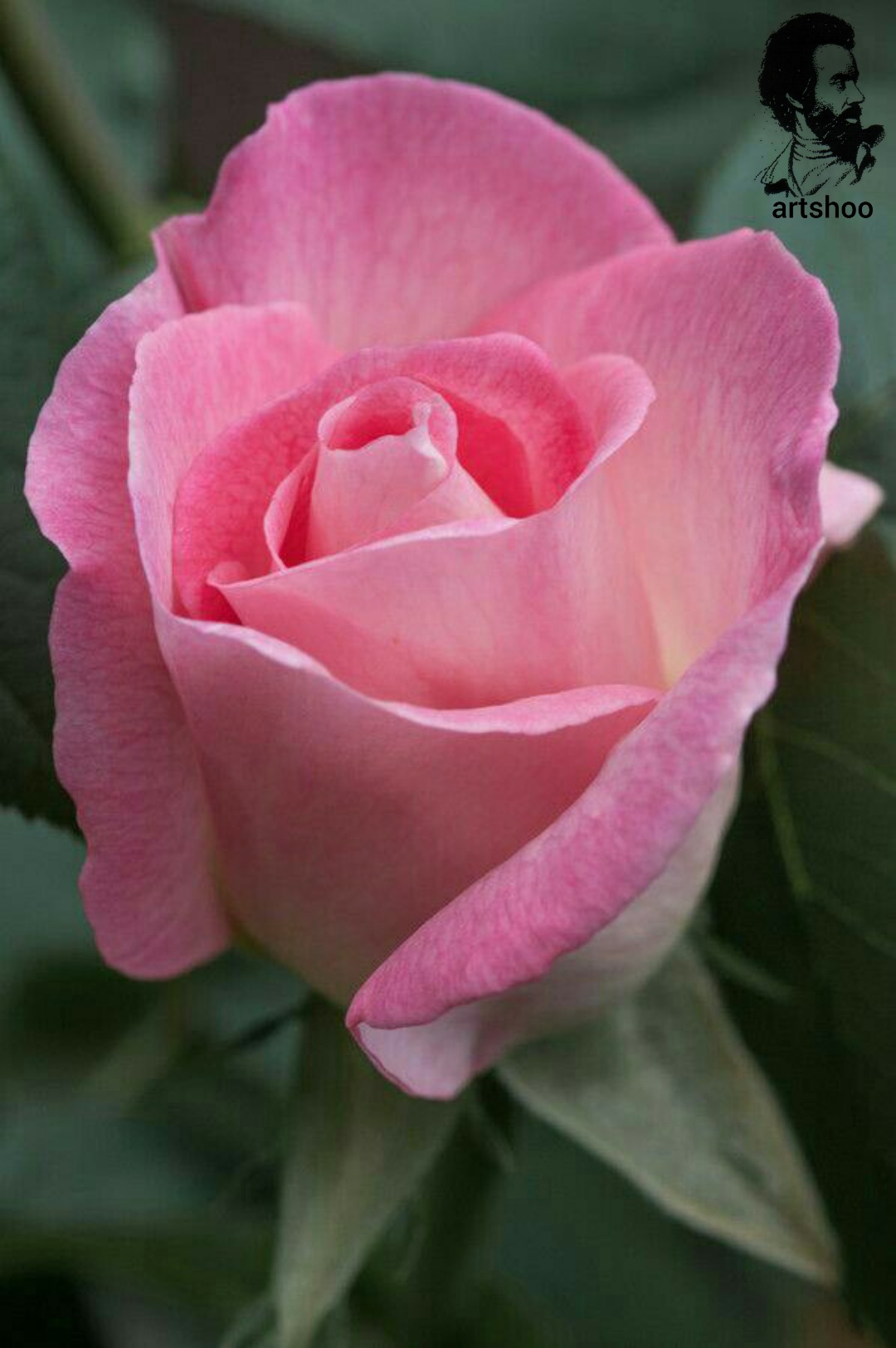 گل اورژینال رنگ روغن